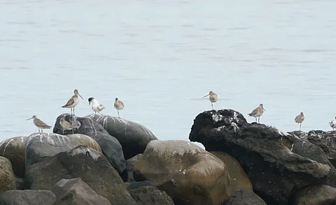 Bar-tailed Godwit (Limosa lapponica) — photo 3 of 3