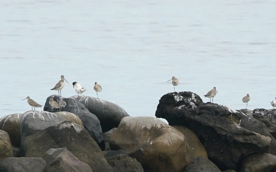 Bar-tailed Godwit (Limosa lapponica) — photo 3 of 3