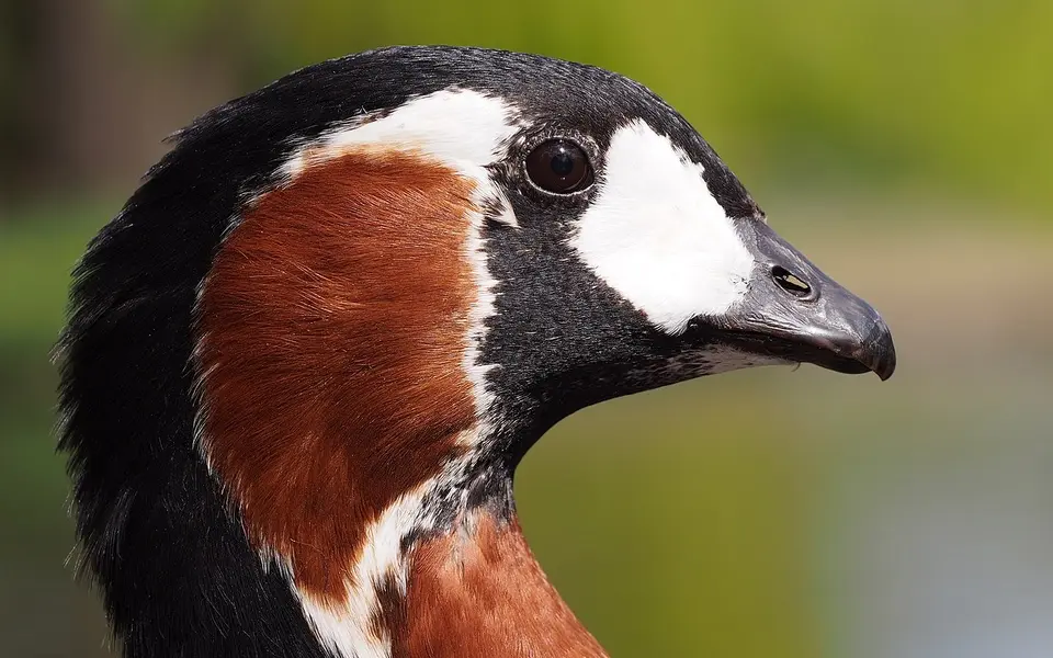 Red-breasted Goose (Branta ruficollis) — photo 2 of 4