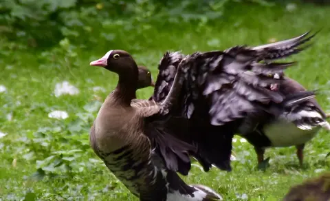 lesser white-fronted goose (Anser erythropus) — photo 2 of 4