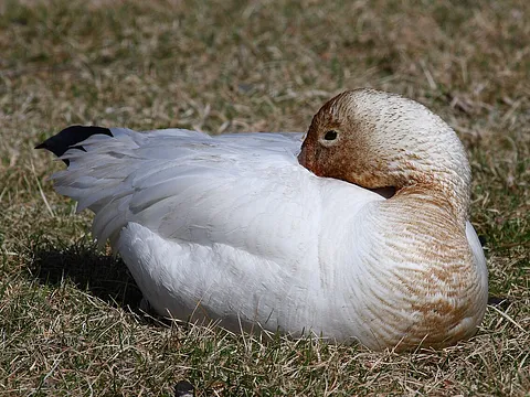 Snow Goose