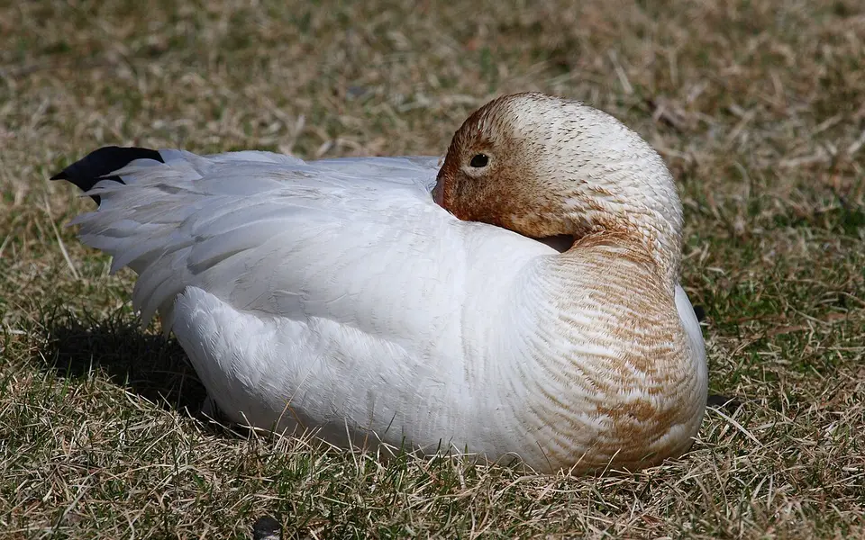 Snow Goose (Anser caerulescens) — photo 1 of 4