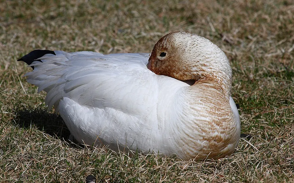 Snow Goose