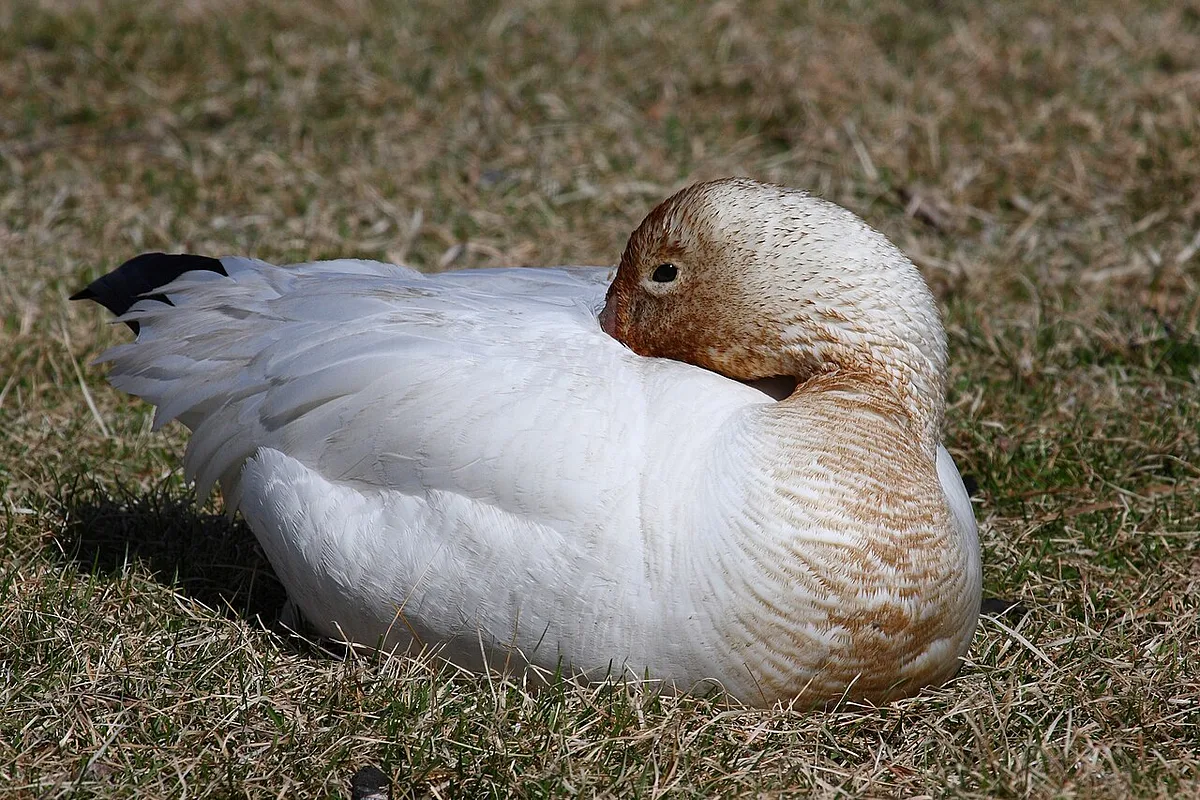 Snow Goose