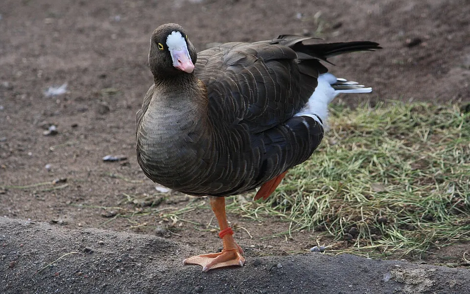lesser white-fronted goose (Anser erythropus) — photo 1 of 2