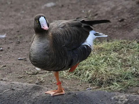 lesser white-fronted goose