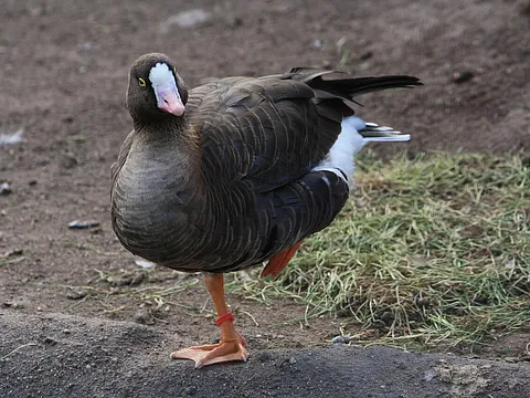 lesser white-fronted goose