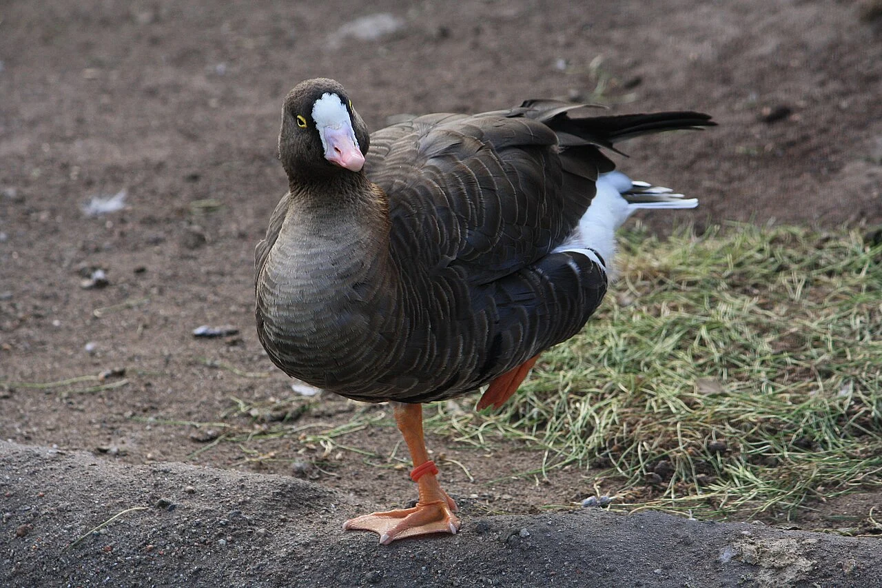lesser white-fronted goose (Anser erythropus) — photo 1 of 2