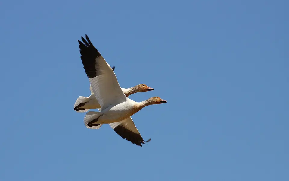 Snow Goose (Anser caerulescens) — photo 4 of 4