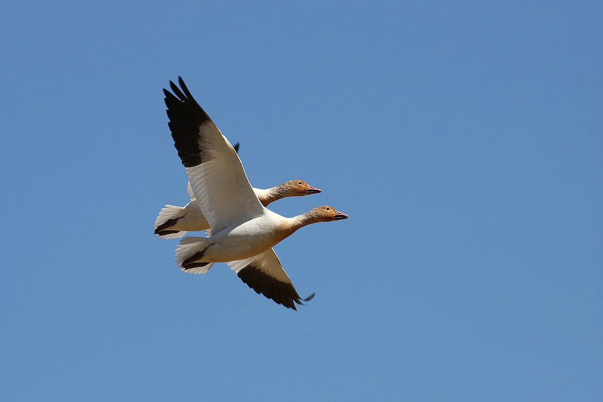 Snow Goose