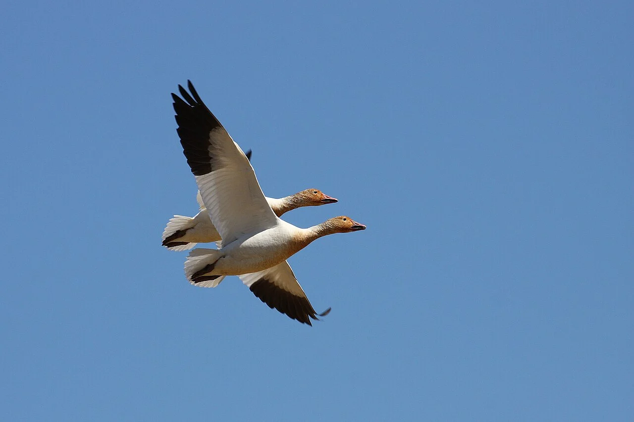 Snow Goose
