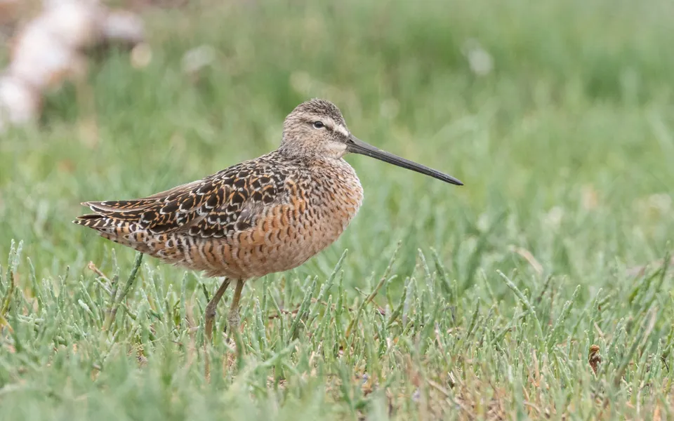 Black-tailed Godwit (Limosa limosa) — photo 4 of 6