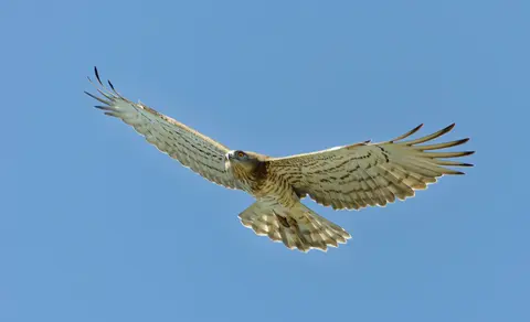 Short-toed Snake-Eagle (Circaetus gallicus) — photo 2 of 5