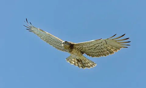 Short-toed Snake-Eagle