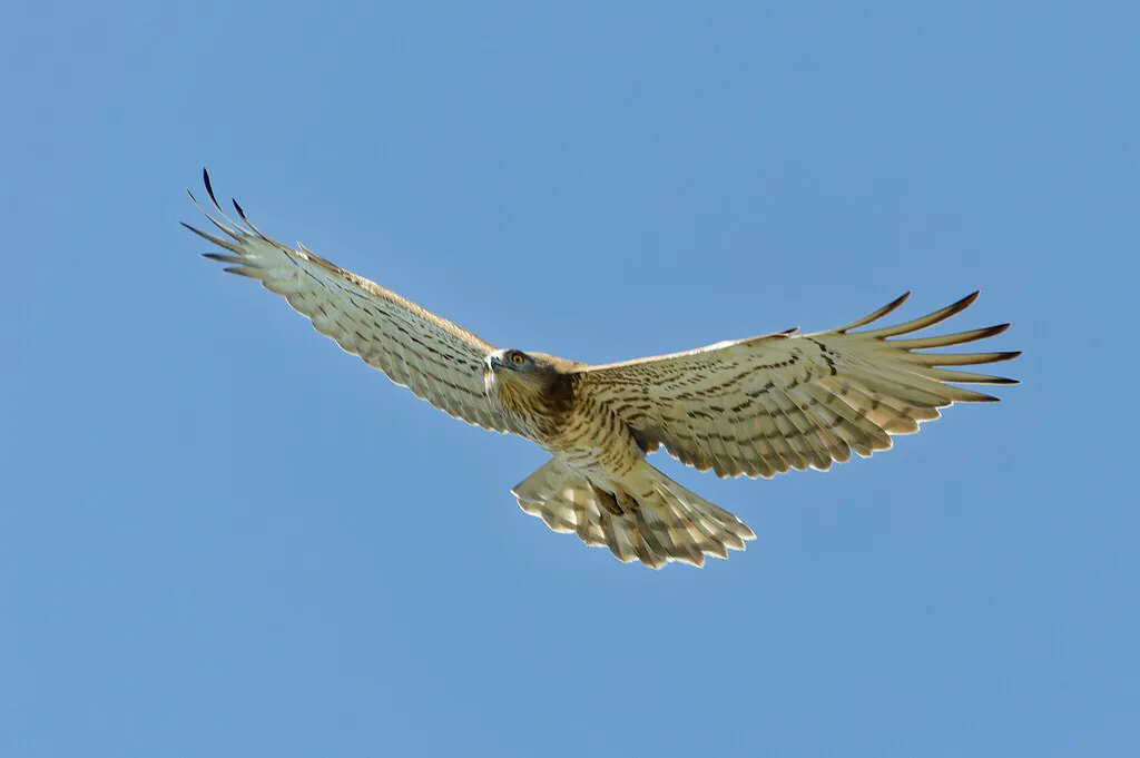 Short-toed Snake-Eagle