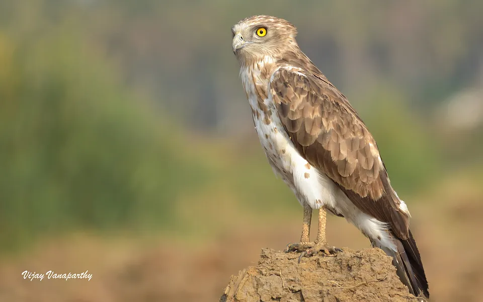 Short-toed Snake-Eagle