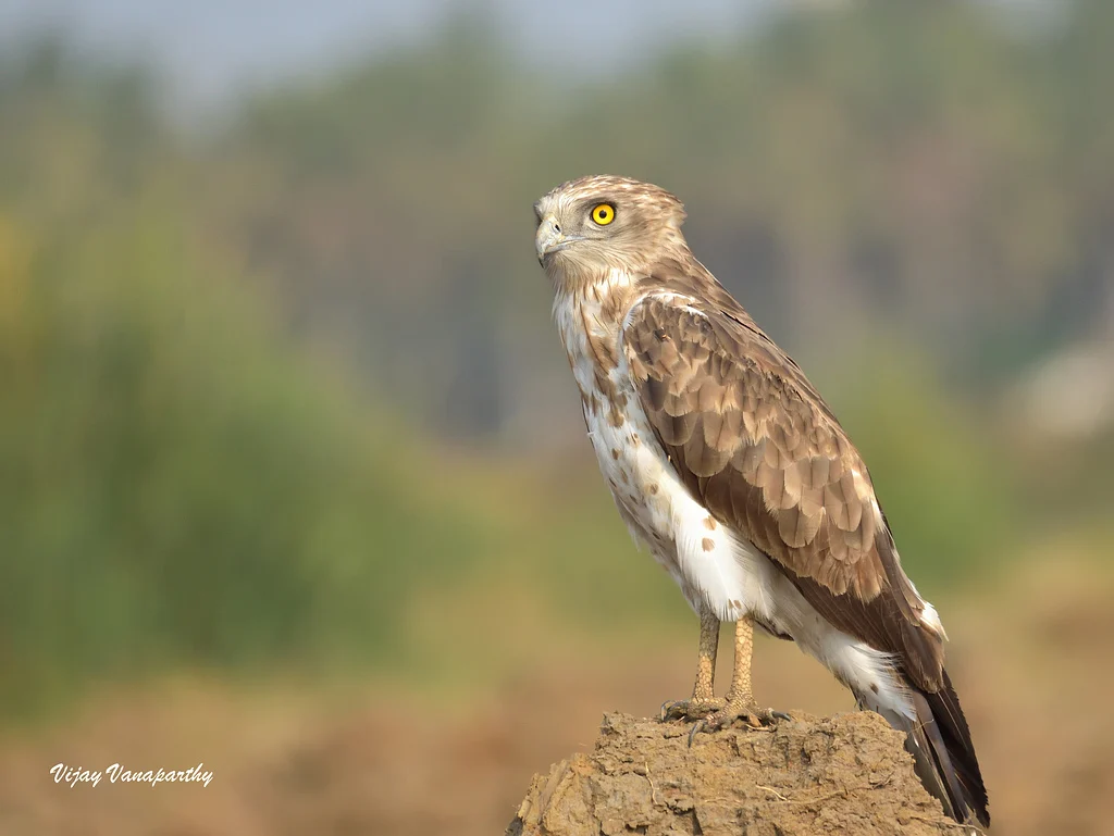 Short-toed Snake-Eagle