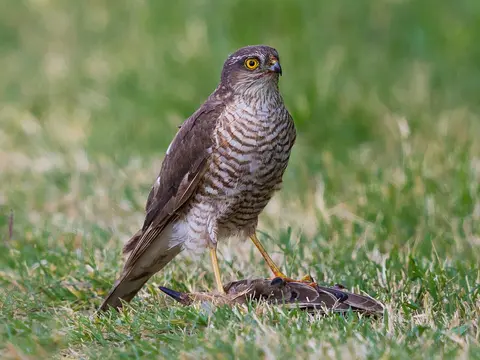 Eurasian Sparrowhawk