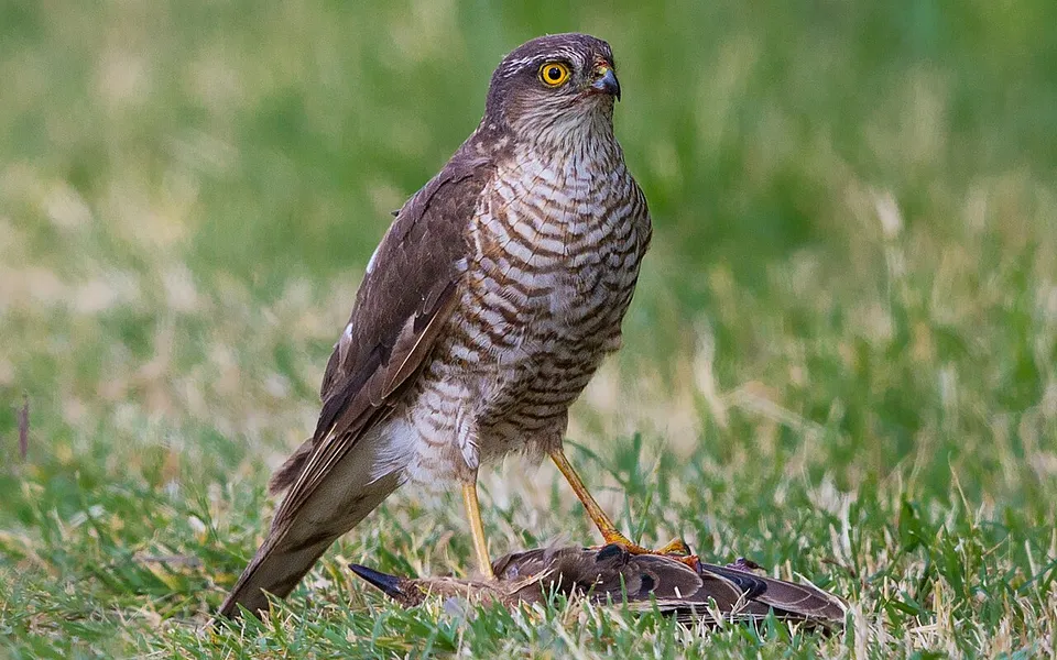 Eurasian Sparrowhawk