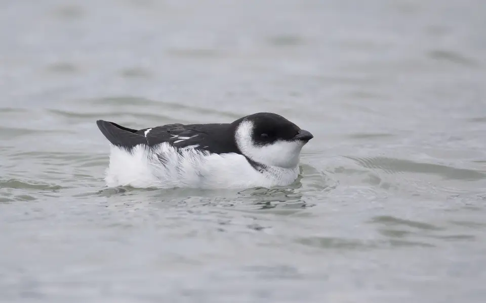 Little Auk (Alle alle) — photo 3 of 3