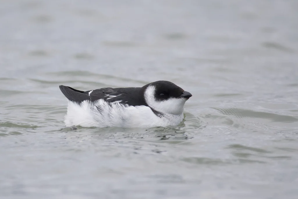 Little Auk (Alle alle) — photo 3 of 3