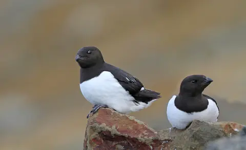 Little Auk (Alle alle) — photo 2 of 3