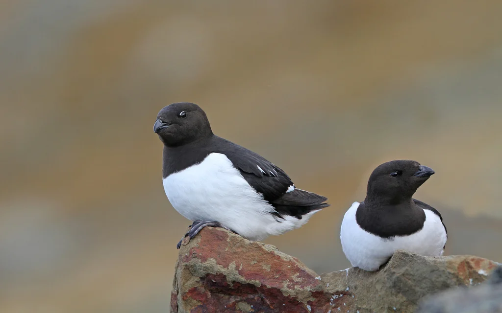 Little Auk (Alle alle) — photo 2 of 3