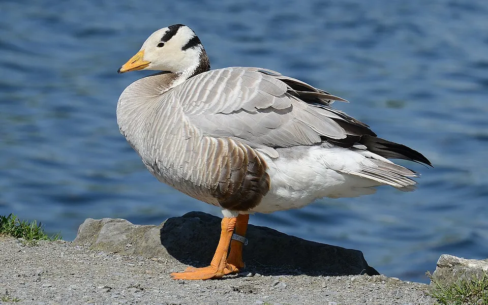 bar-headed goose (Anser indicus) — photo 1 of 5