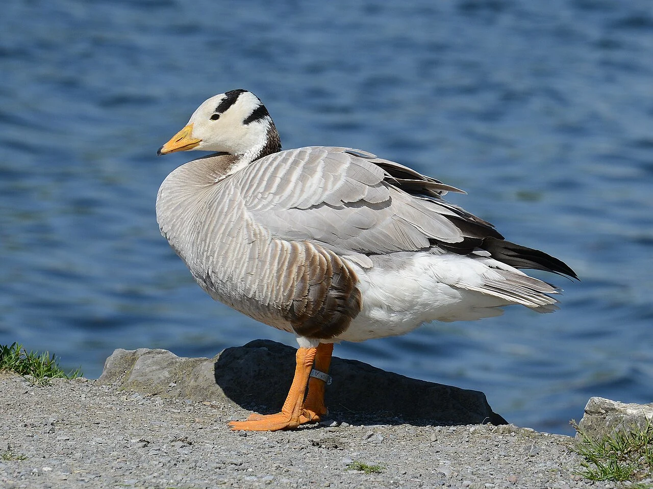 bar-headed goose (Anser indicus) — photo 1 of 5