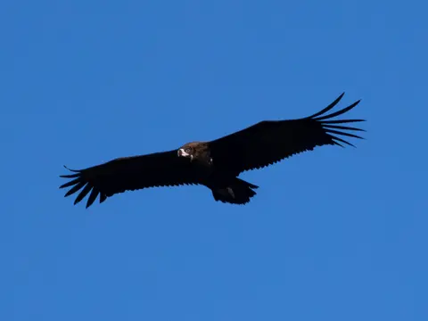 Cinereous Vulture