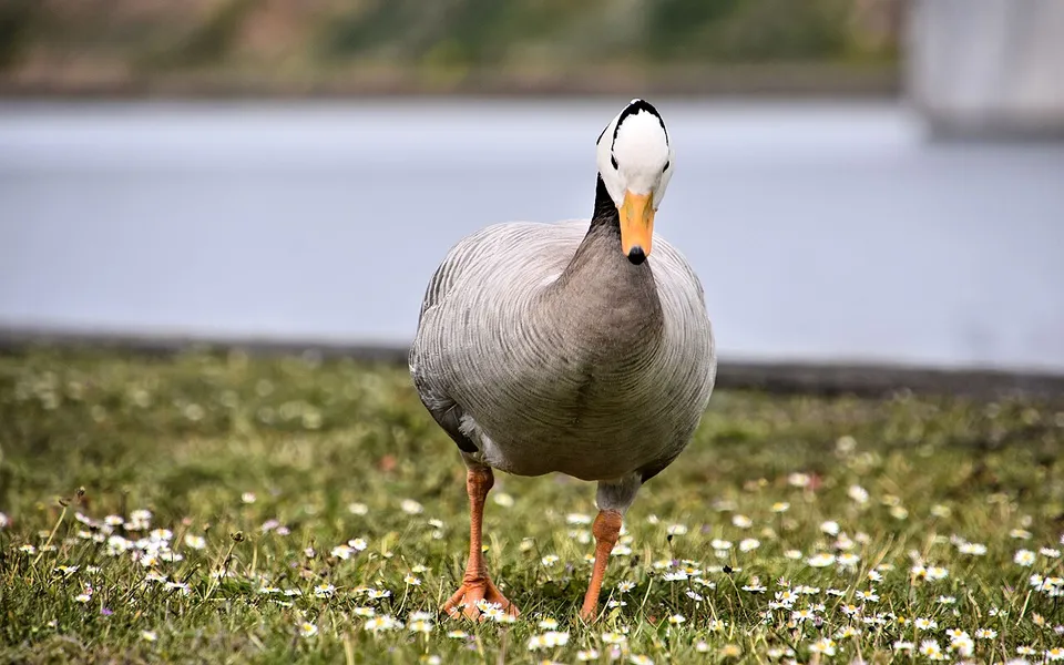 bar-headed goose (Anser indicus) — photo 5 of 5
