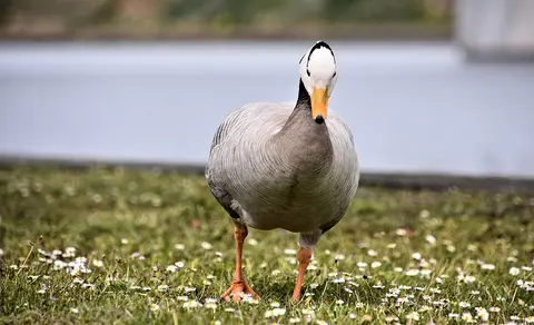 bar-headed goose (Anser indicus) — photo 2 of 5