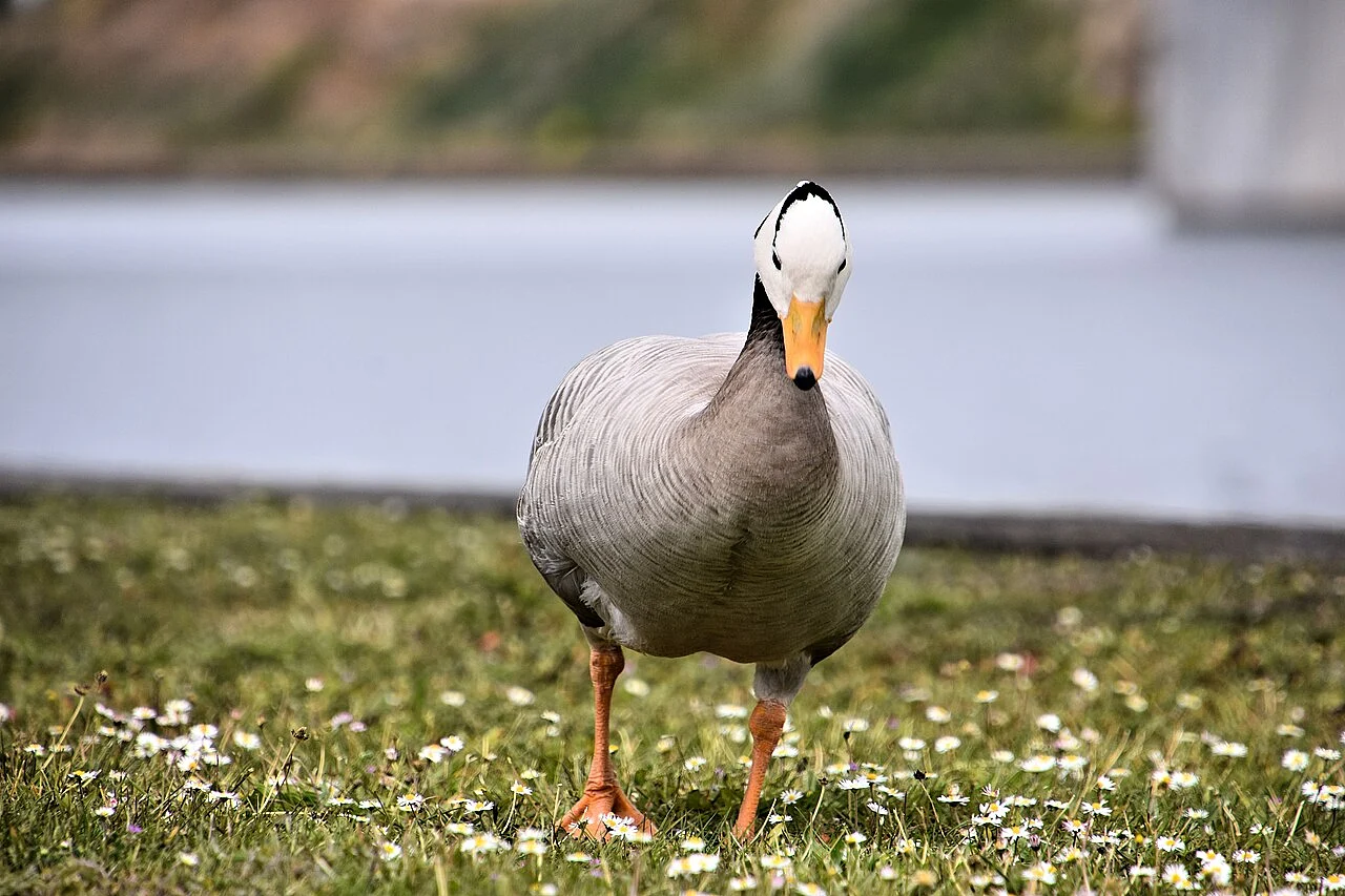bar-headed goose (Anser indicus) — photo 5 of 5