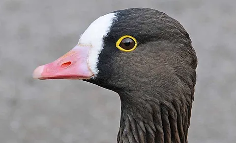 lesser white-fronted goose (Anser erythropus) — photo 2 of 2