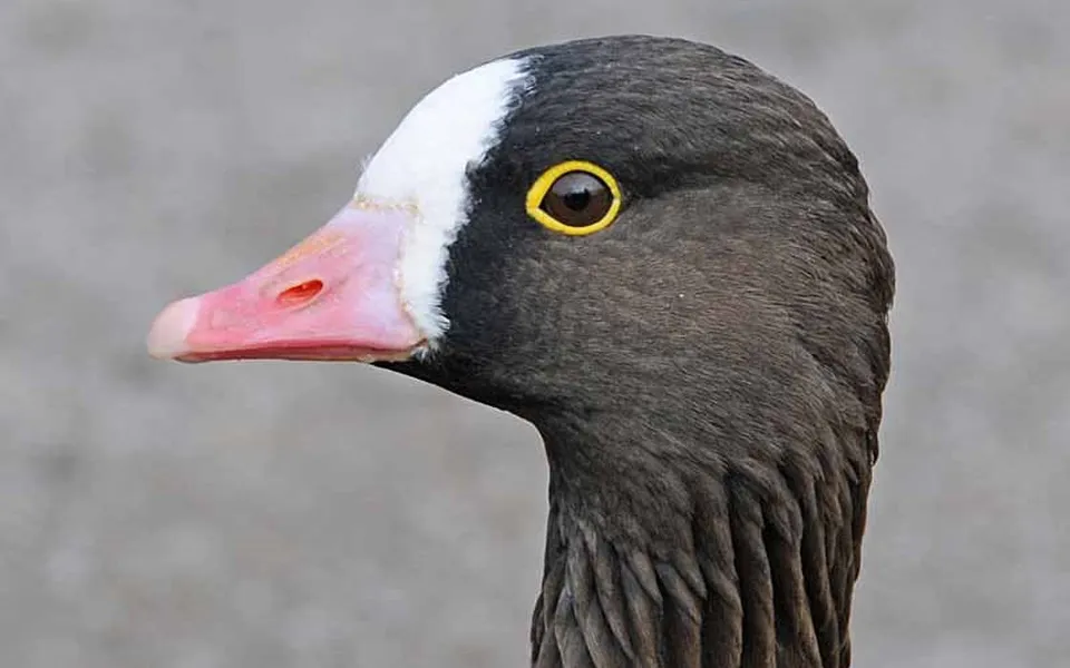 lesser white-fronted goose (Anser erythropus) — photo 2 of 2