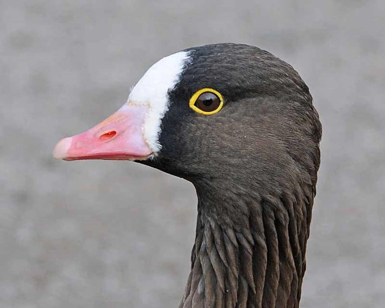 lesser white-fronted goose (Anser erythropus) — photo 2 of 2