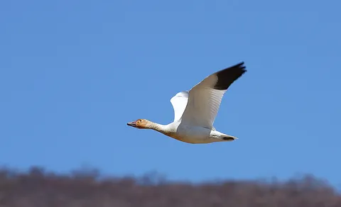 Snow Goose