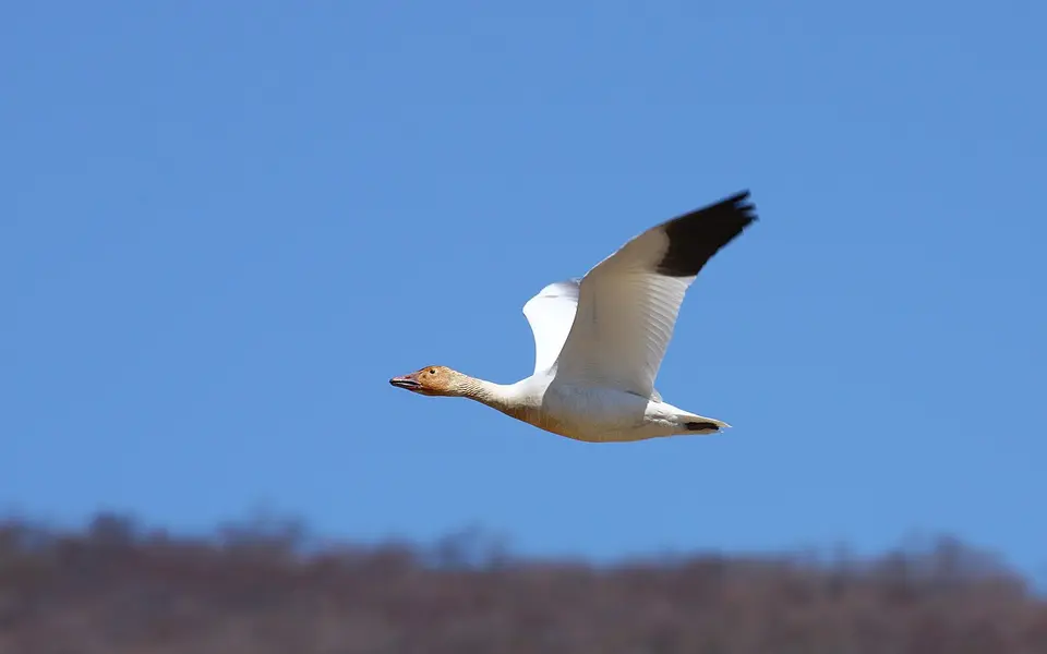 Snow Goose (Anser caerulescens) — photo 2 of 4