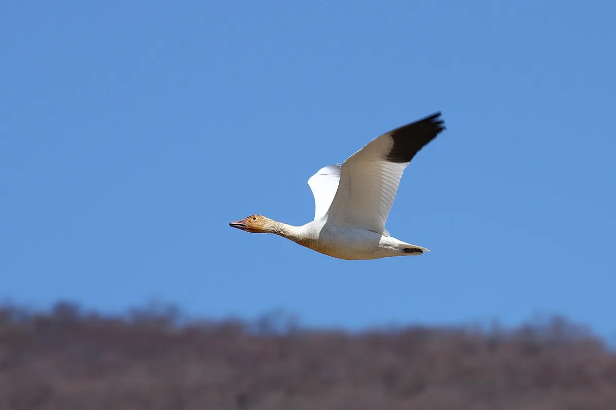 Snow Goose