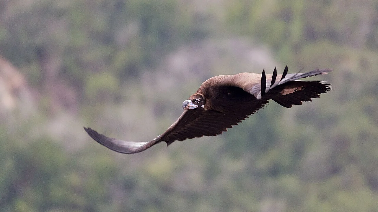 Чёрный гриф (лат. Aegypius monachus) — фото 3 из 4