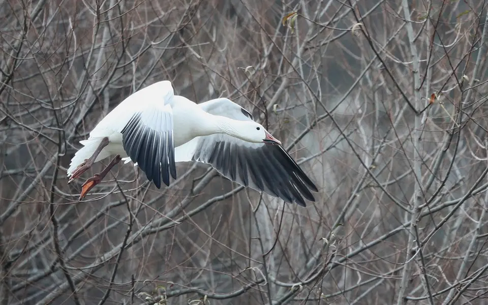 Snow Goose (Anser caerulescens) — photo 3 of 4