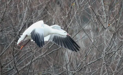 Snow Goose (Anser caerulescens) — photo 3 of 4