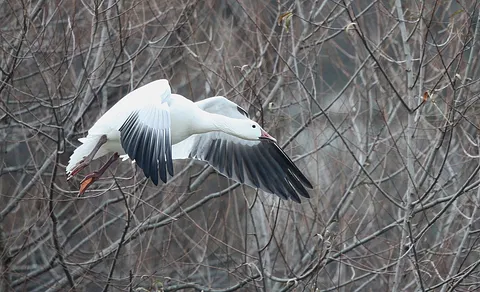 Snow Goose