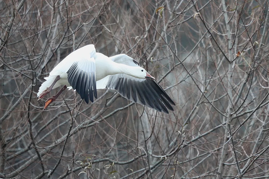 Snow Goose