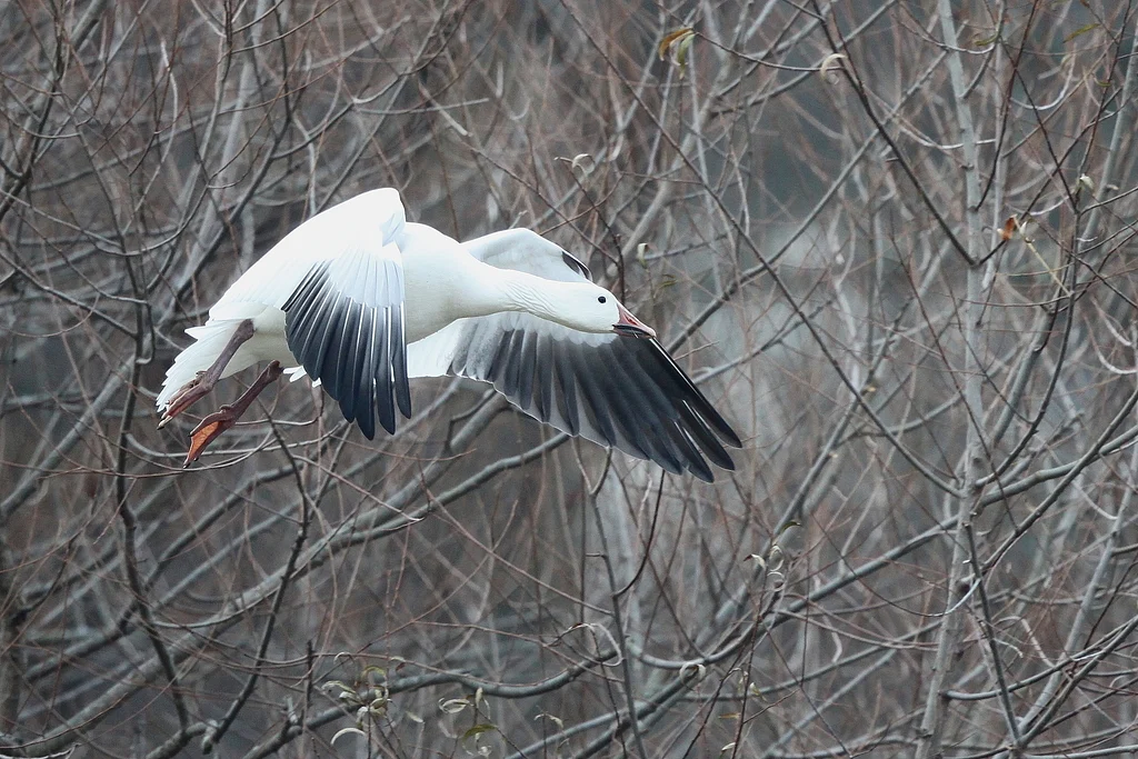 Snow Goose