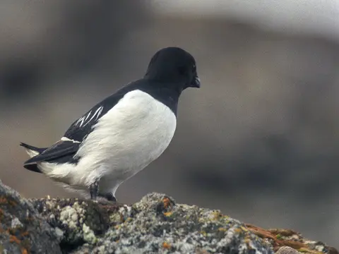 Little Auk