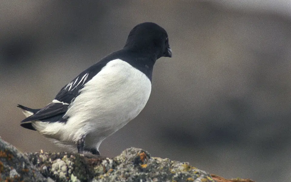 Little Auk (Alle alle) — photo 1 of 3