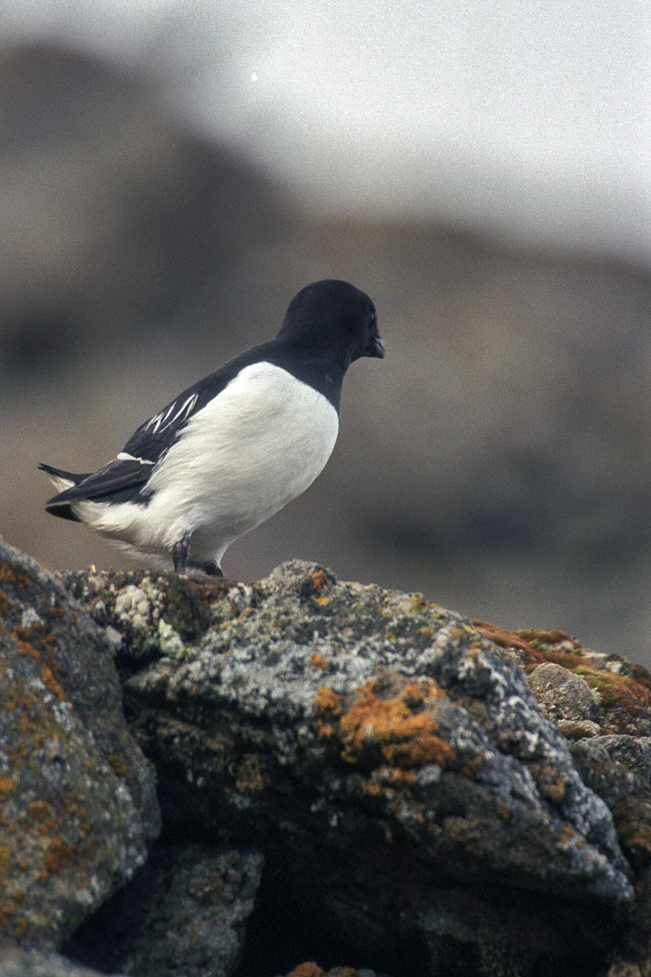 Little Auk (Alle alle) — photo 1 of 3