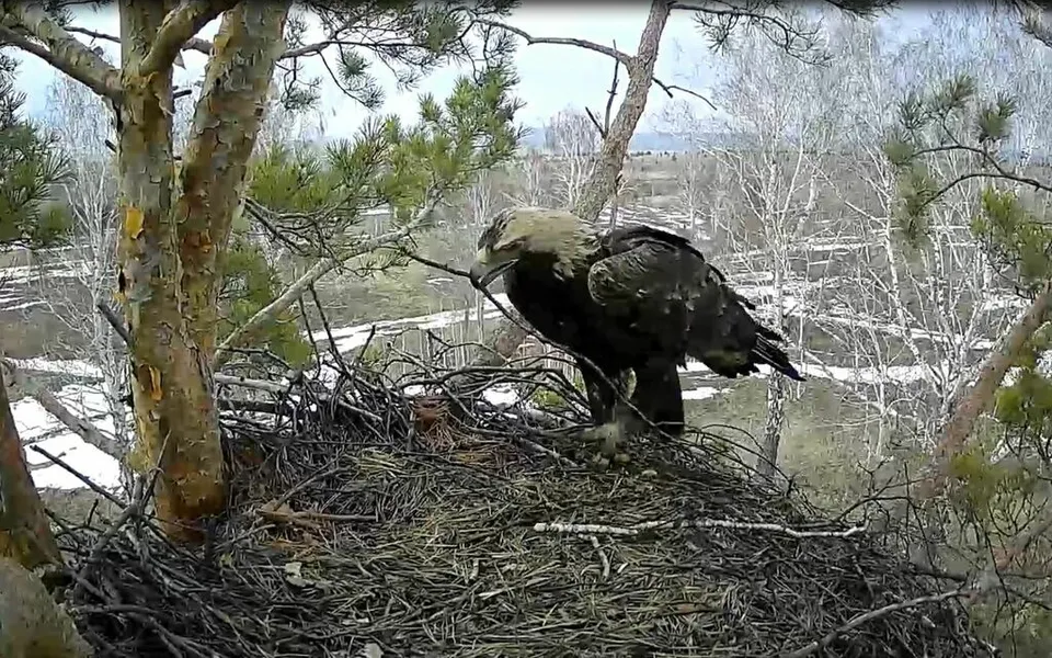 Imperial Eagle (Aquila heliaca) — photo 4 of 5