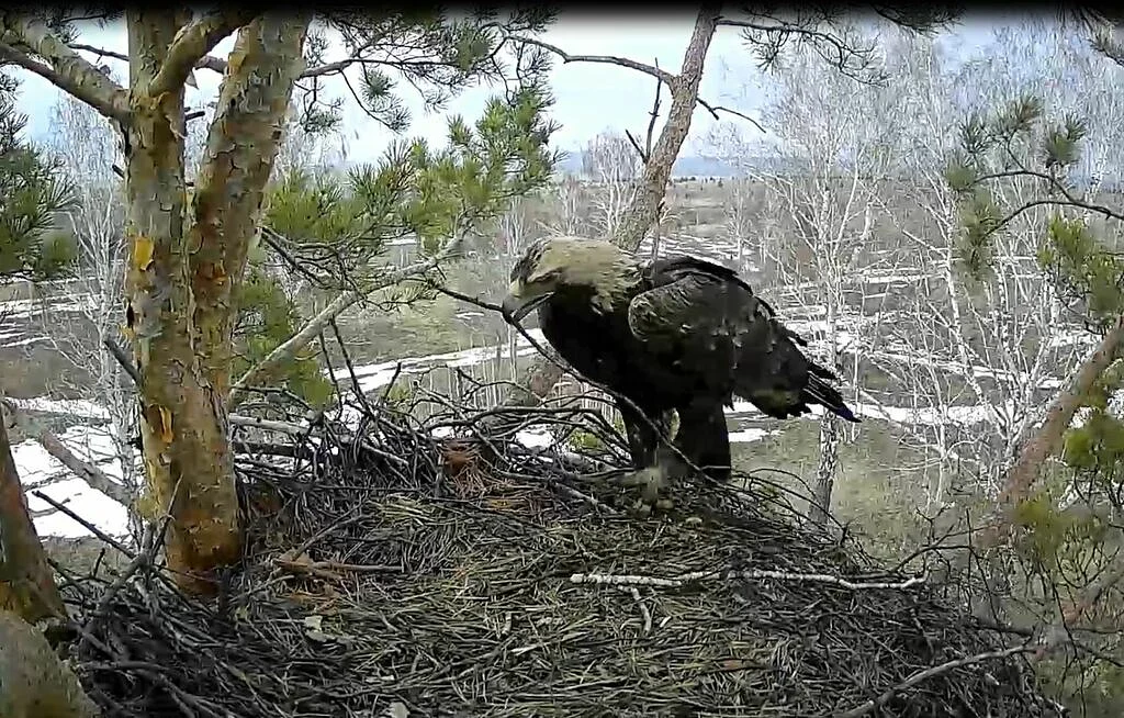 Imperial Eagle (Aquila heliaca) — photo 4 of 5